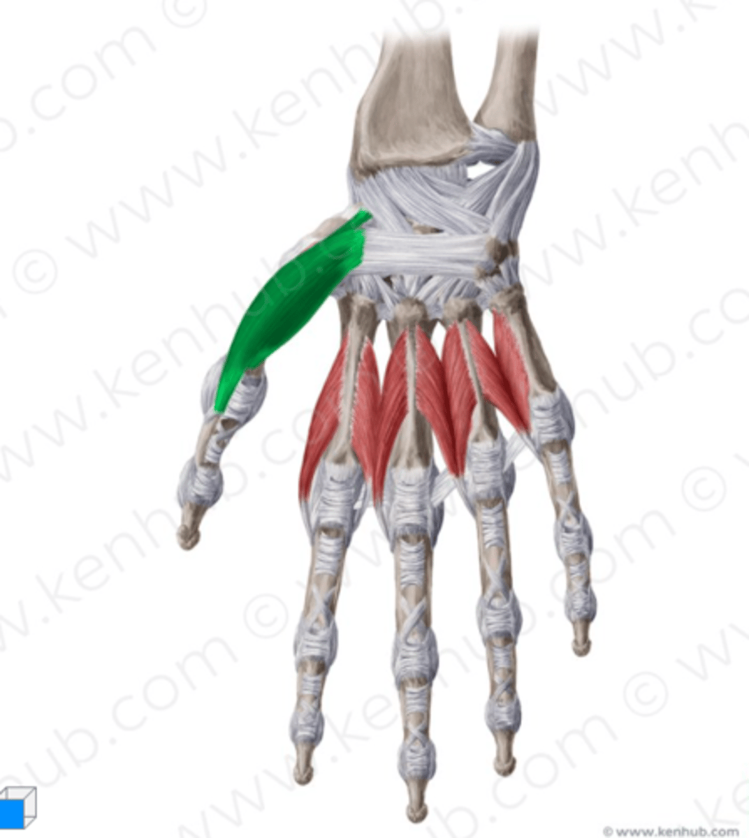 <p>Welke spier is dit?</p>