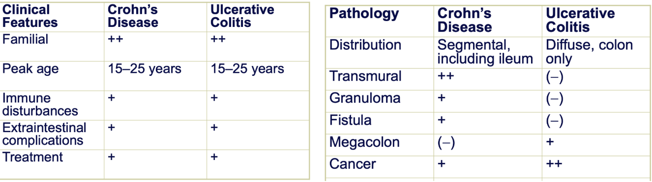 <p>Differences:<br>Transmural = Inflammation across all layers → allowing for granulomas and fistulas</p><p><br>Megacolon = enlarged colon (UC effects diffused across entire mucosal layer → issues with integrity of the colon)</p><p></p><p>Higher risk of colon cancer if you have UC</p>