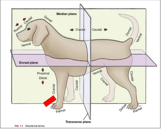 <p>What is the directional term blocked out in red?</p>