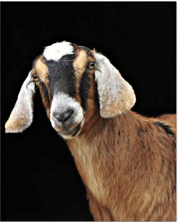 <p>What type of goat breed is this and what are their key characteristics?</p>