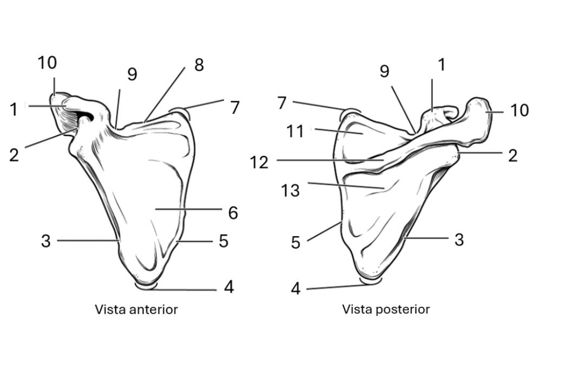 <p>3</p>