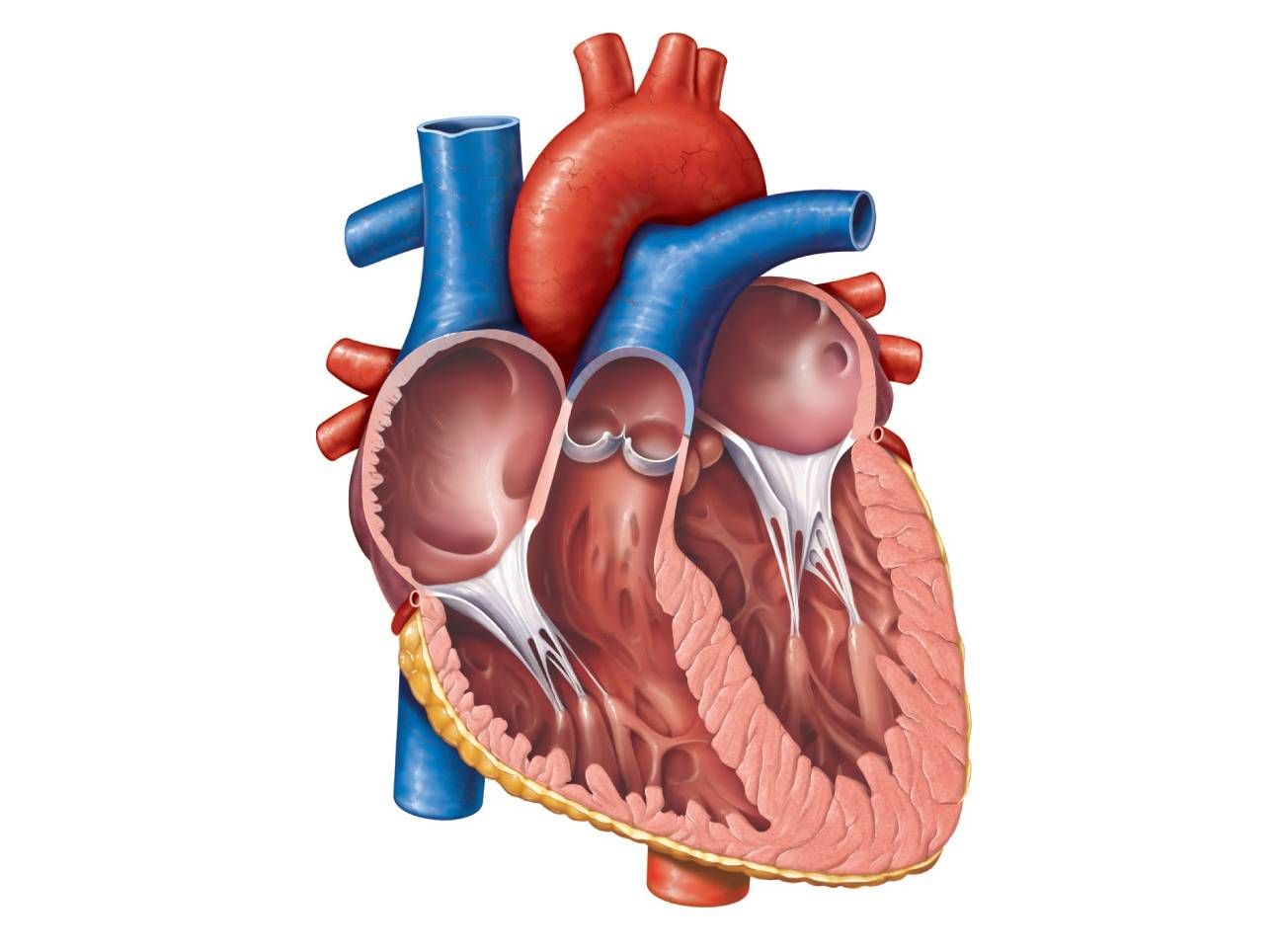 <p>Label this diagram of the heart, including chambers, vessels, membranes and valves.</p>
