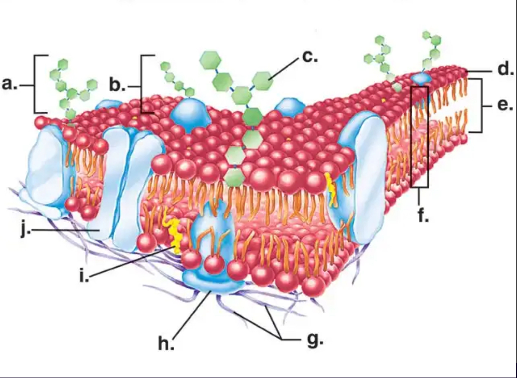 <p>Which letter in the diagram represents the PHOSPHOLIPID BILAYER?</p>