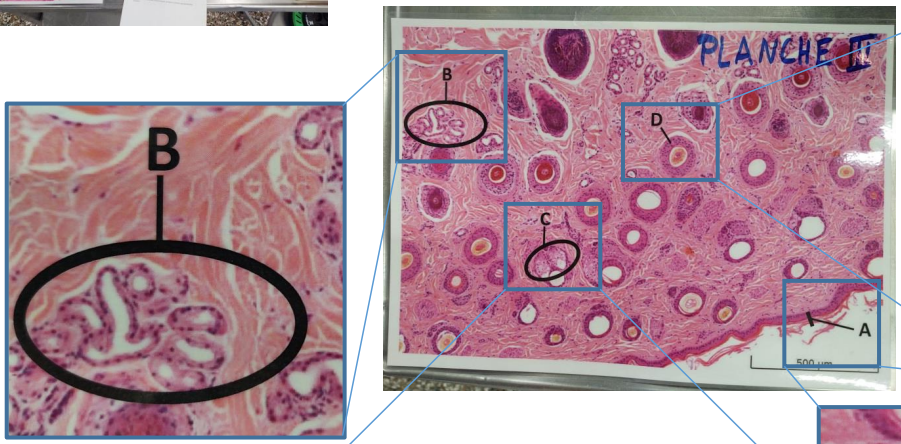 <p><strong>Post 5.</strong></p><p><u>Planche III: Billede af hestehud skåret på tværs af hår</u></p><p></p><p><strong>Spørgsmål 9:</strong> Benævn strukturen B.</p>