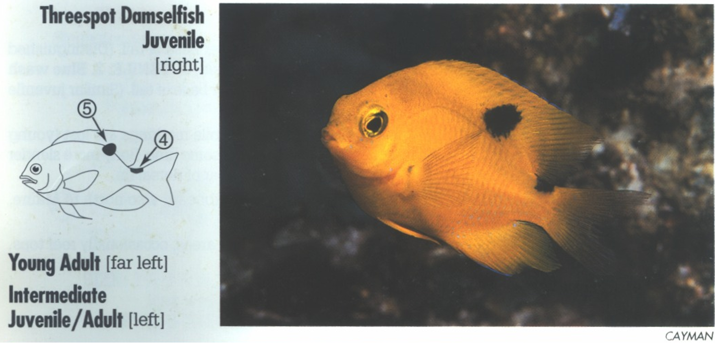 <p><span>JUVENILE: 4. Black saddle on upper base of tail is retained<br>into adulthood. 5. Larger second dot on back and dorsal fin is lost with maturity. (Similar juvenile Rock Beauty, <em>Holocanthus tricolor</em>, lacks dot on base of tail.)</span></p>