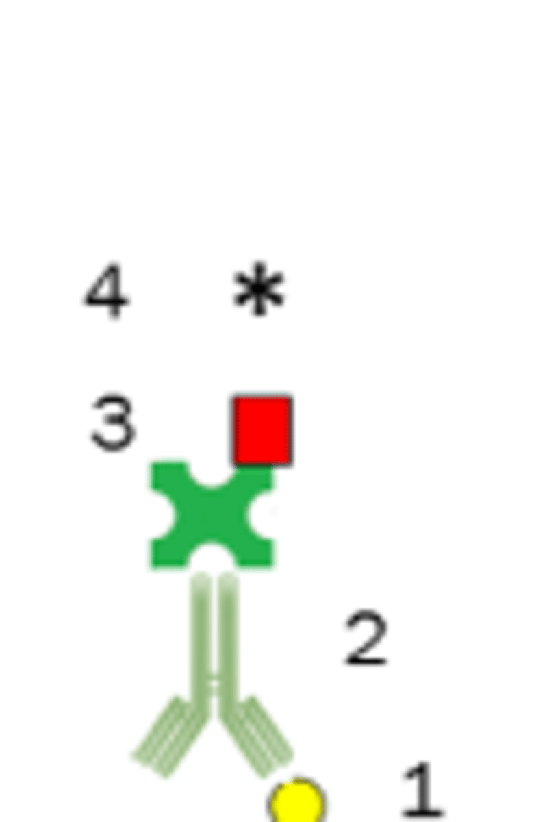 <p>Detects a specific antigen</p>