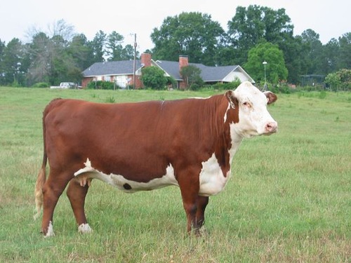 <p><span>Origin: Hereford County, England; first purebred herd in U.S. was established in 1840 in New York; white faces, red bodies, tolerant to cold climates.</span></p>