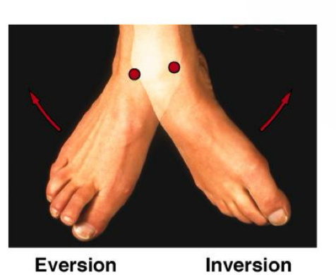 <p>Inversion &amp; eversion occur at the _____ think soccer!</p>