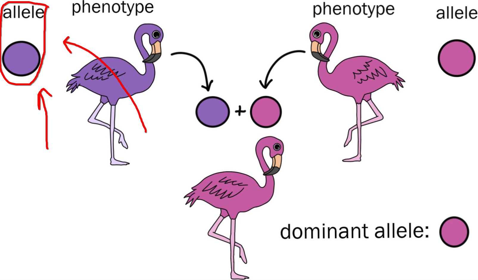 <p><span>csak homozigóta formában alakítja ki a rá jellemző fenotípus pl. a</span><br><span style="background-color: rgba(0, 0, 0, 0); line-height: 18.3458px;"><span>a recesszív allélt kis betűvel írjuk</span></span></p>