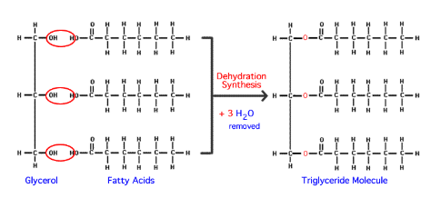 <p>Dehydration synthesis between a glycerol and three fatty acids.</p>