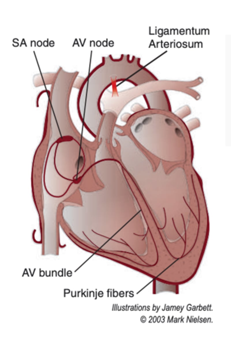<p>-remnant of fetal circulation</p><p>-chord-like band connecting the pulmonary trunk and aortic arch</p>