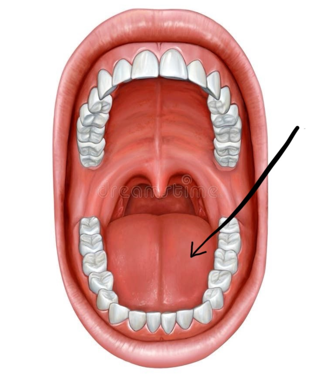 <p>Hoe noemt de tong</p>