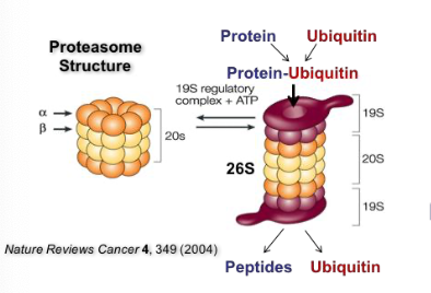 <p>What does bortezomib target?</p>