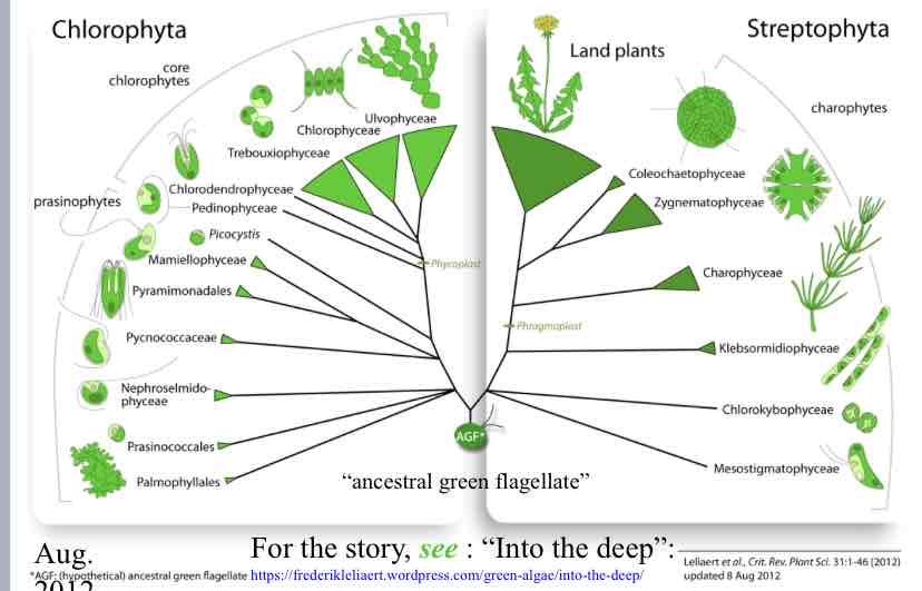 <p>What does this phylogenetic tree represent ?</p>