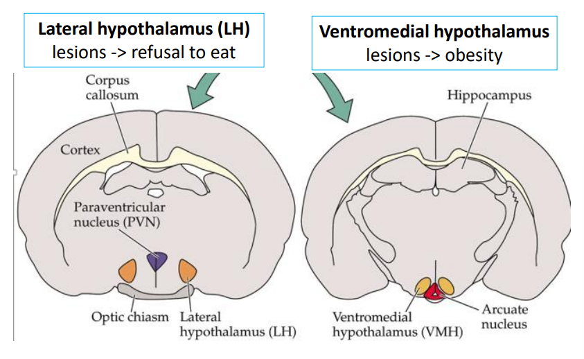 <p>Lateral hypothalamus (LH)</p><p>Ventromedial hypothalamus (VH)</p>