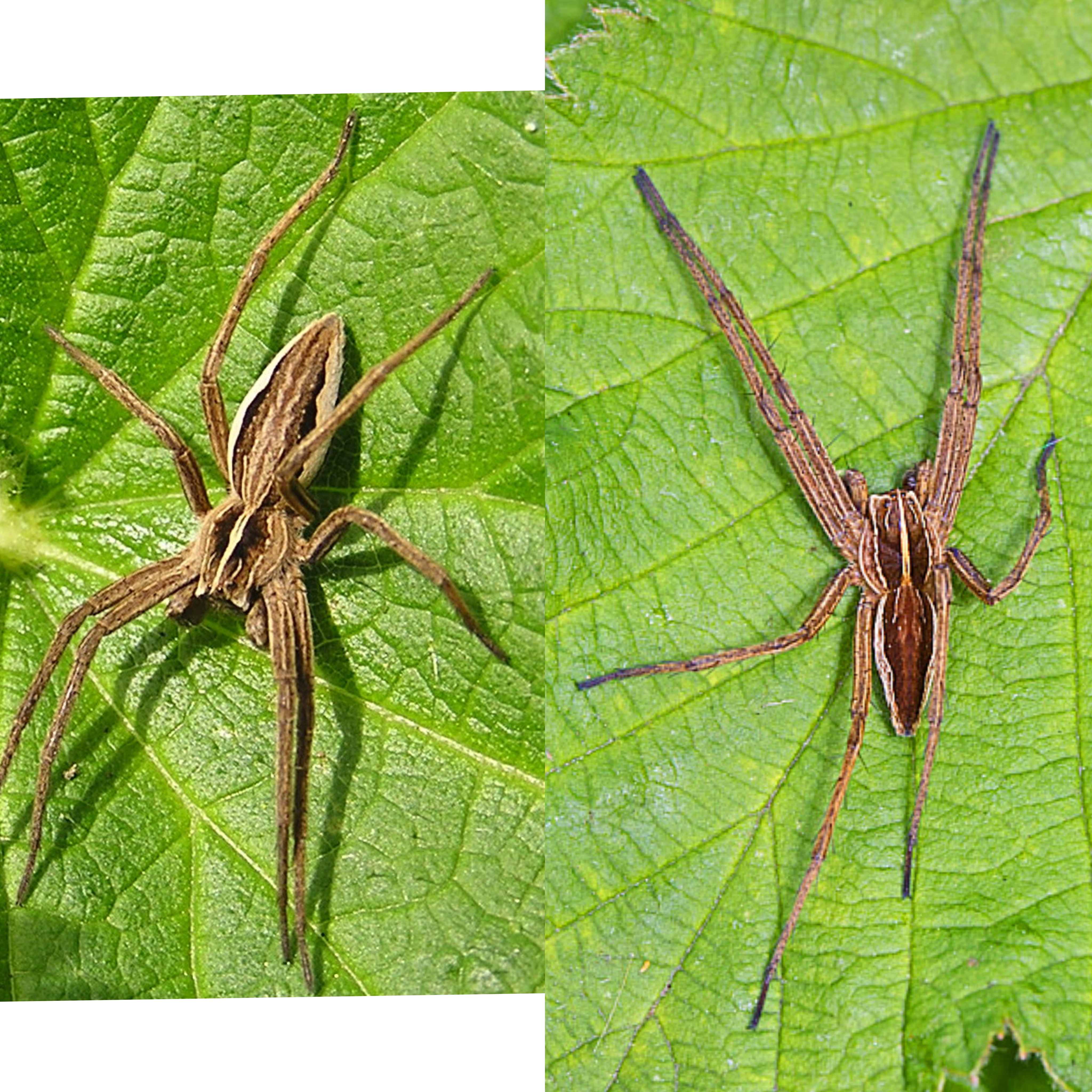 <p>Kmeň: Arthropoda</p><p>Amandibulata</p><p>Podkmeň: Chelicerata</p><p>Trieda: Arachnida</p><p>Rad: Araneae</p>