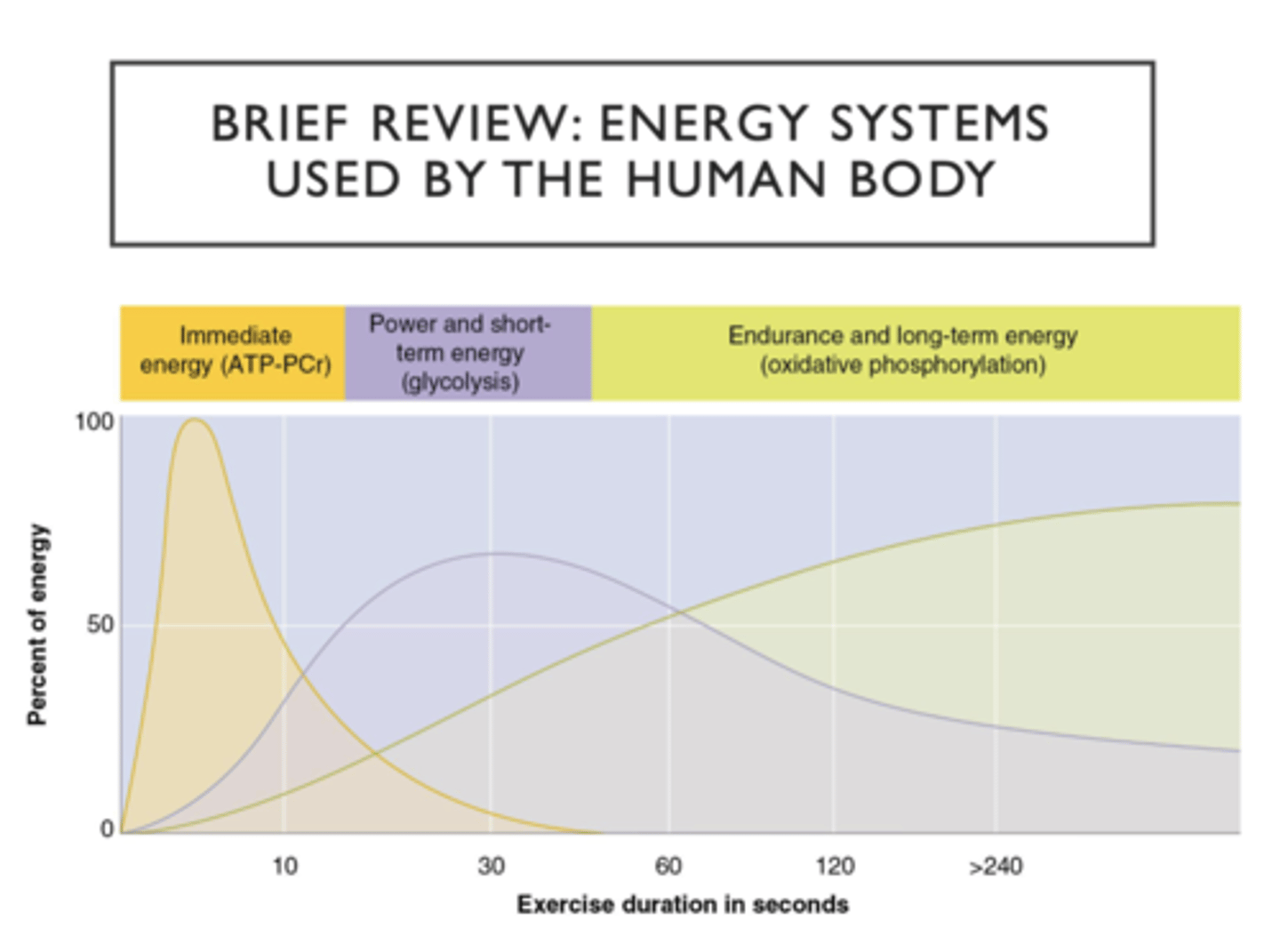 <p>immediate energy (ATP-PCr) 0-30s</p><p>Power and short-term energy (glycolysis) 15s - 2 mins</p><p></p><p></p>