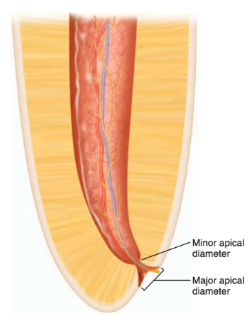 <p>apical constriction</p>