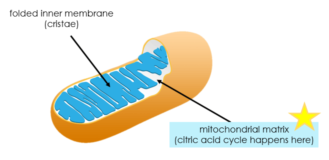 <p>Occurs in the mitochondria of eukaryotic cells</p>