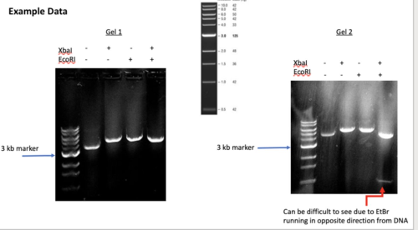 <p>Match the following" </p><p>Gel 1</p><p>Gel 2 </p><p>Depicts analysis of pET30 GFP DNA</p><p>Depicts analysis of pET30 DNA (ie empty plasmid)</p>