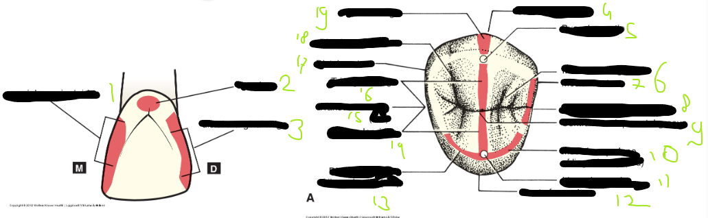 <p>14, 16, 15 (dwarskam/transversale = optelsom van 14 en 16)(rood)</p>