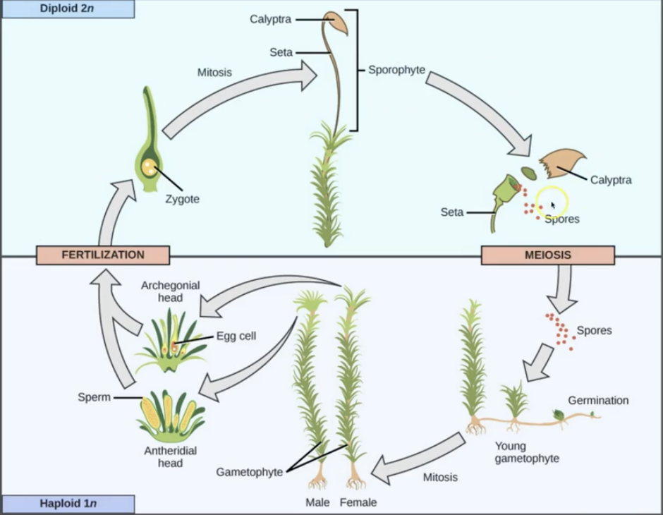 <p>Moss reproduction</p>