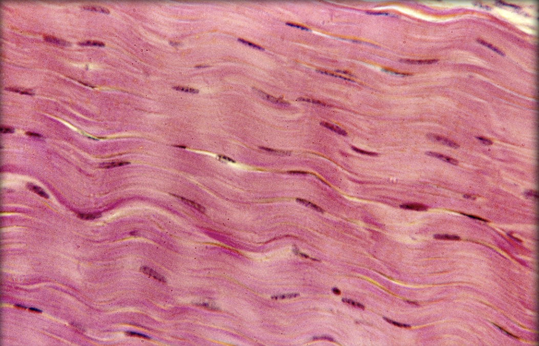 <p>Identify tissue by the image</p>