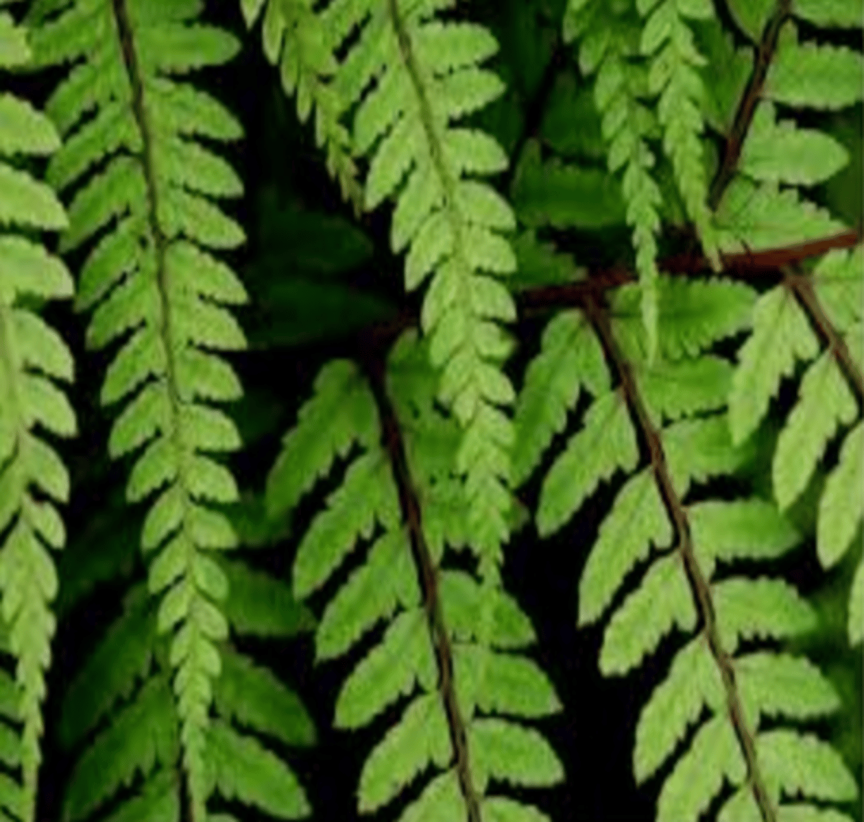 <p>I am multicellular eukaryote that belongs the Kingdom Plantae. My cell walls contain cellulose and I make my own food using chloroplast to make glucose. People often use me as a household plant.</p>