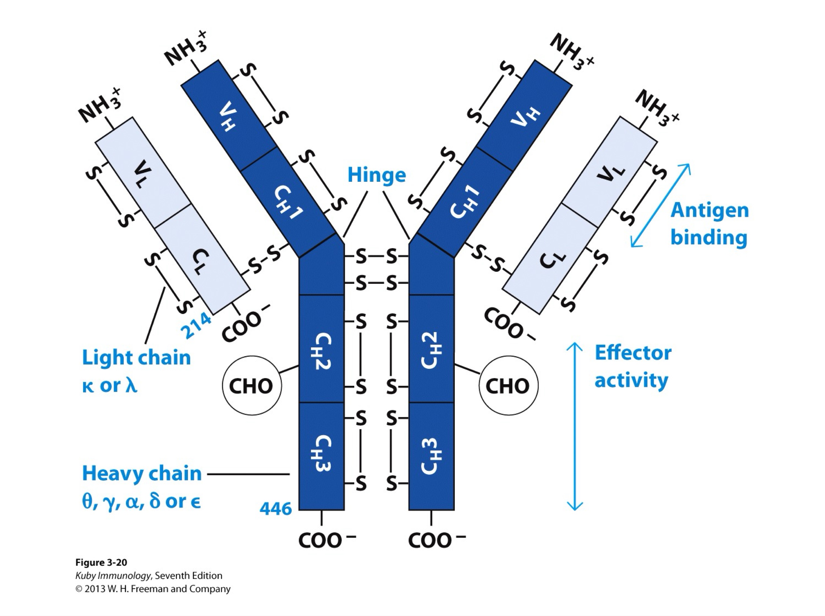 <p>If you were to use an antibody as a template for a molecule with high diversity and specificity, <strong>how might you model the TCR from the antibody structure?</strong></p>
