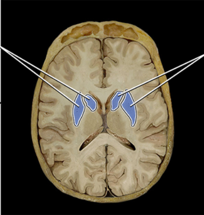 <p><span><span>Basal nuclei (ganglia)</span></span></p>