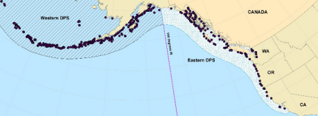 <p>Which species fits the following habitat and management concerns?</p><p><br>Habitat: Found in the cold waters of the Pacific ocean on rookeries and near haul outs</p><p>Management issues: Endangered throughout much of their range; historically hunted for meat, fur, and oil - decreased populations; incidental population destruction from fishing nets, ship strikes, pollutants, and disease; thought to deplete fish stocks and eat fish out of hatcheries</p>