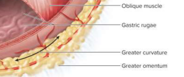 <p>Greater curvature</p>