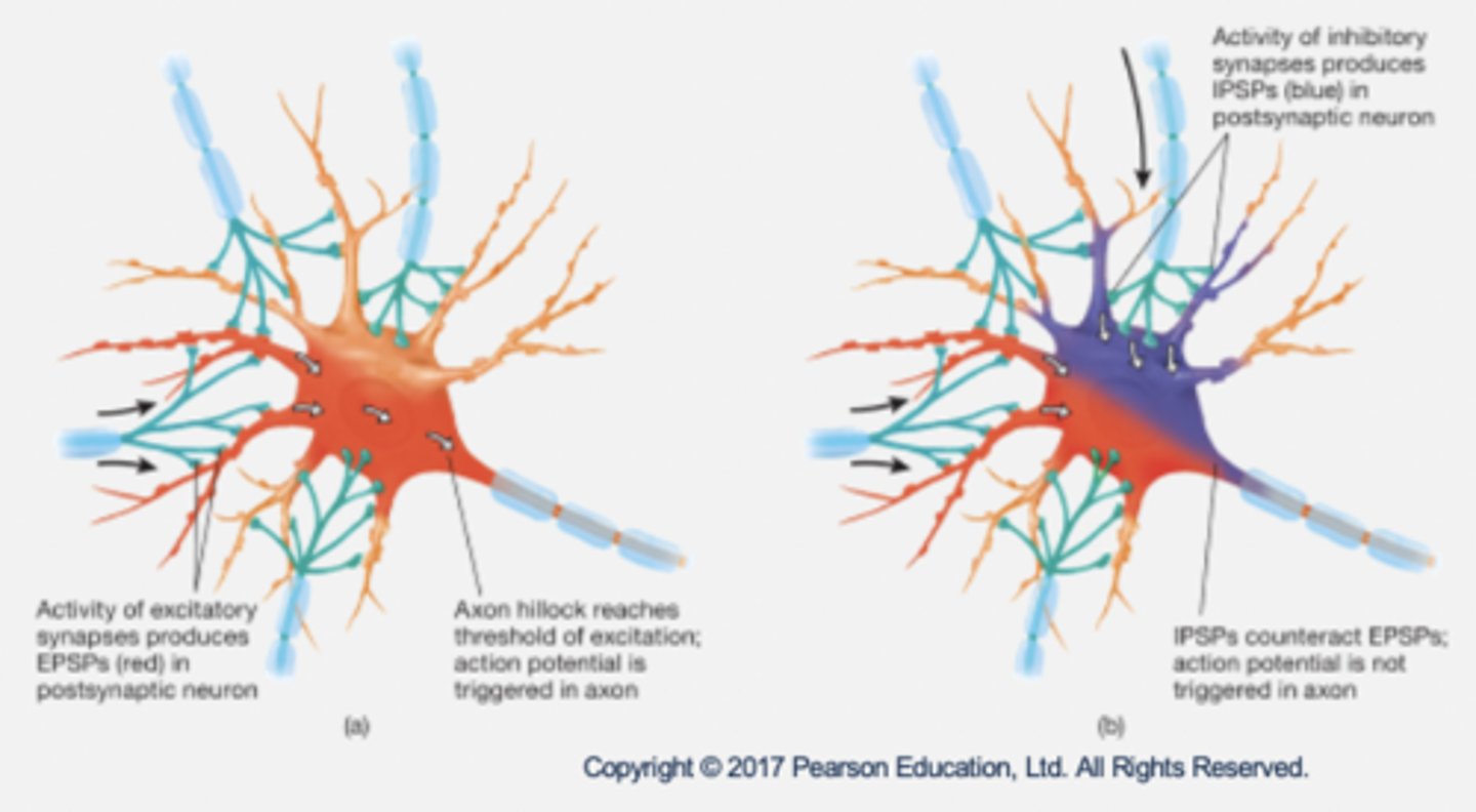 <p>- Excitatory: increases likelihood of neuron firing (AP being produced) → 'yes'.</p><p>- Inhibitory: decreases likelihood of neuron firing → 'no'.</p><p>- Integration: summation of PSPs in control of neuron firing.</p><p>EPSPs do not always produce a behaviour; IPSPs do not alwyas inhibit behaviour.</p><p>- Inhibition of inhibitory neurons = more likelihood of behaviour.</p><p>- Excitation of inhibitory neurons = less likelihood of behaviour.</p>