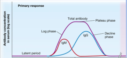 <p>-latent (lag) period: several days to weeks after initial exposure to antigen; no antibody detectable in blood</p><p>-IgM appears first, followed by IgG</p><p>-log phase: plasma cells/antibodies production</p><p>-plateau phase: antibody titer stabilize</p><p>-decline phase: antibody binds to antigen</p>