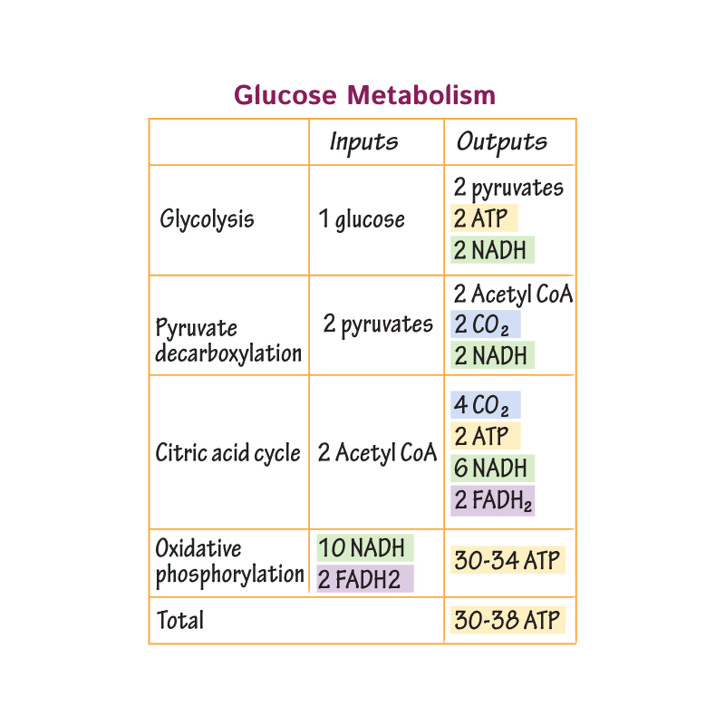 <ul><li><p>4 molecules CO<sub>2</sub></p></li><li><p>6 molecules NADH</p></li><li><p>2 molecules FADH<sub>2</sub></p></li><li><p>2 molecules ATP (or GTP)</p></li></ul><p></p>