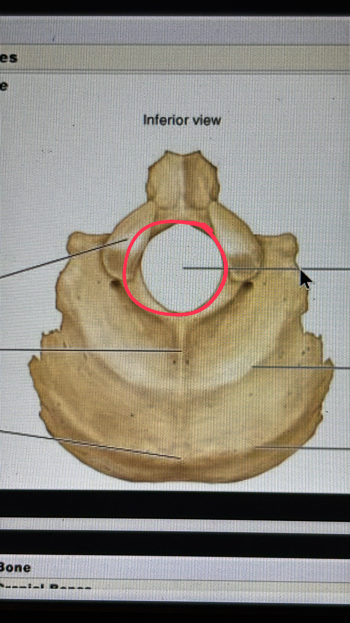 <p>neck hole for the vertebrae </p>