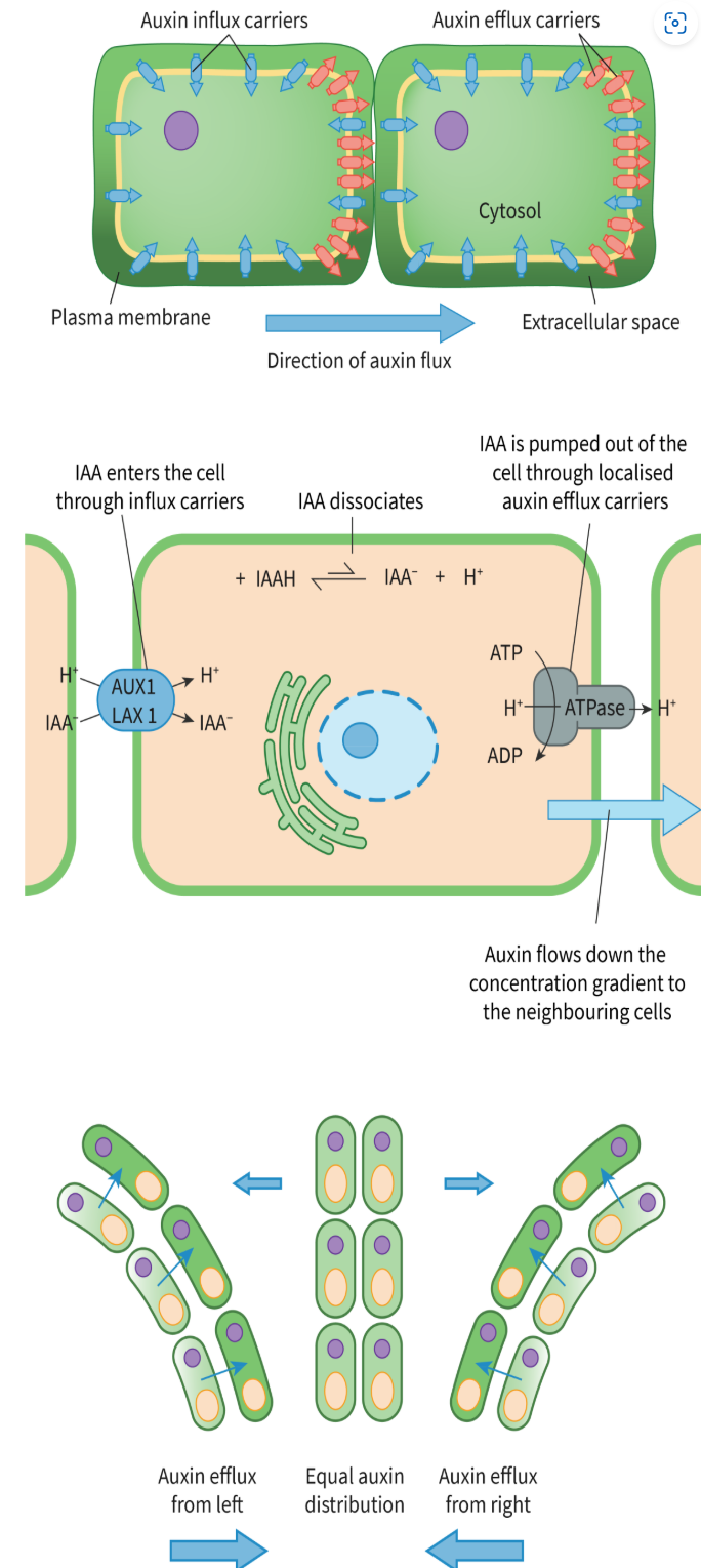 <ol><li><p>Auxin binds to receptors on cells on the shaded side.</p></li><li><p>Activation of H⁺-ATPase pumps leads to proton (H⁺) movement into the cell wall, lowering pH.</p></li><li><p>Acidic conditions activate <em>expansins</em>, proteins that loosen cellulose cross-links in the cell wall.</p></li><li><p>Potassium ions enter cells, decreasing water potential and causing water to flow in by osmosis.</p></li><li><p>Increased turgor pressure stretches the cell wall, elongating cells.</p></li></ol><p></p>