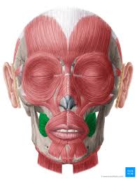 <p>principle muscle of cheek, makes up part of the angulus oris eminences [compress cheek, sucking, “trompeters”] <em>origin: alveolar process of the maxilla, insertion: into muscle of the mouth</em></p>