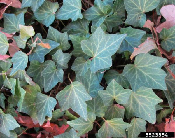 <p>-creeps along ground<br>-thick, waxy leaves<br>-light veins on leaves</p>