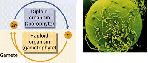 <p><strong>Sexually</strong>, with the <strong>diploid (2n) stage dominating</strong> the life cycle.</p>