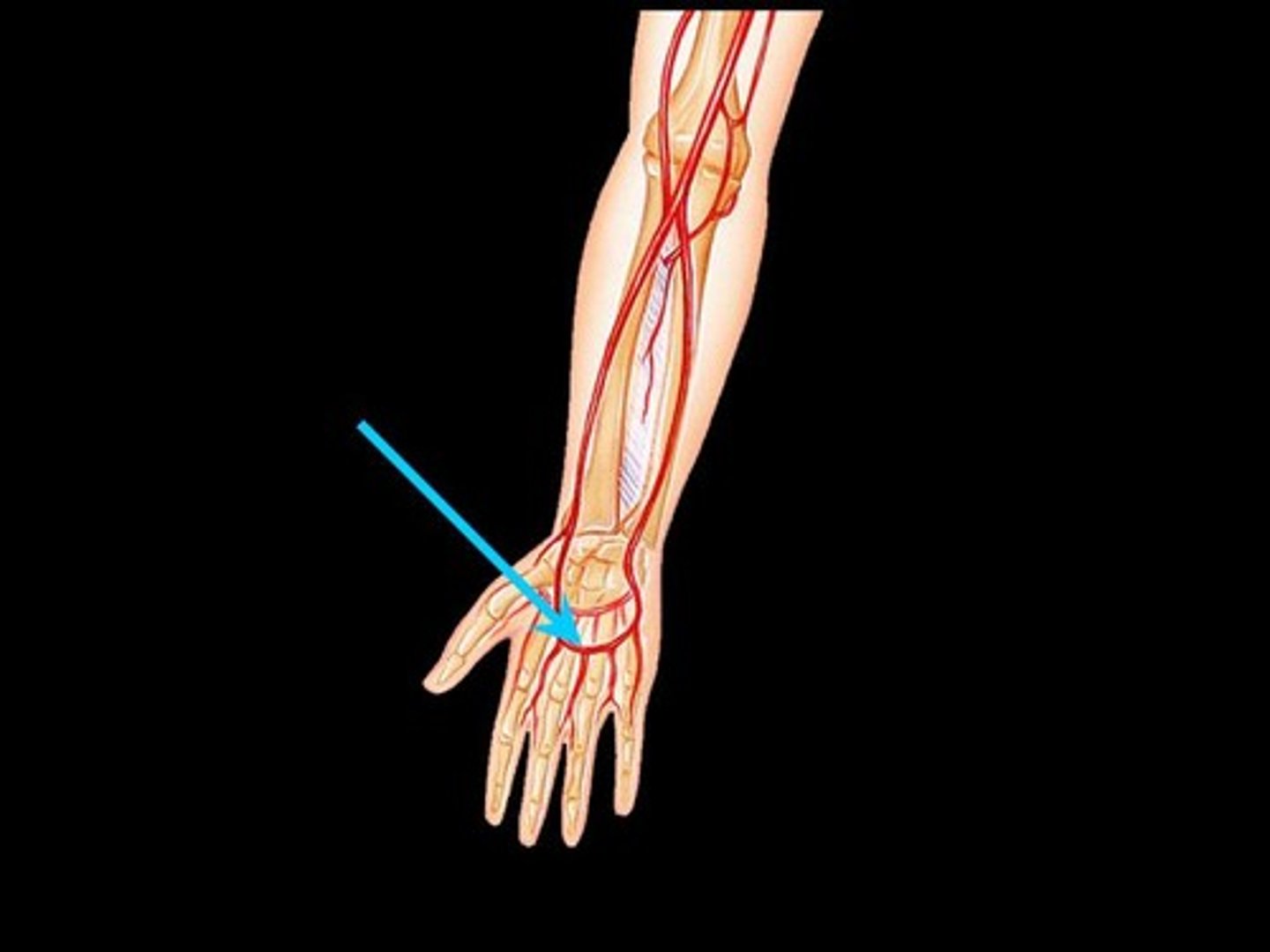 <p>Formed by radial and ulnar arteries.</p>