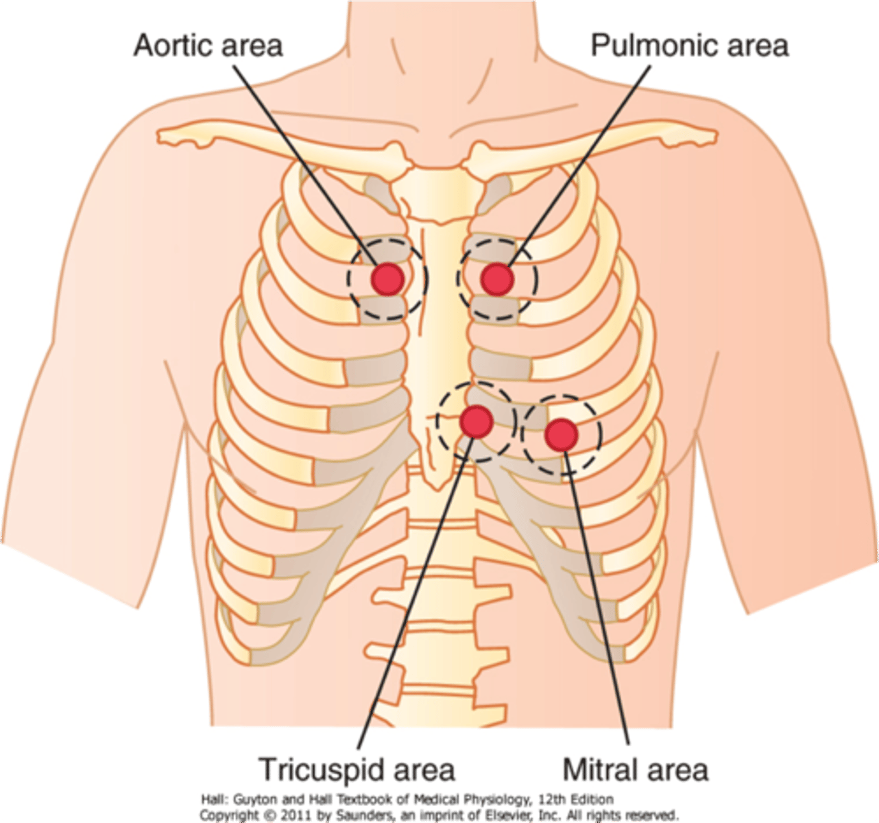 <p>areas where the valves can be auscultated</p>