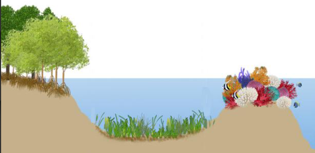 <p>Name the three things in this picture from left to right. </p>