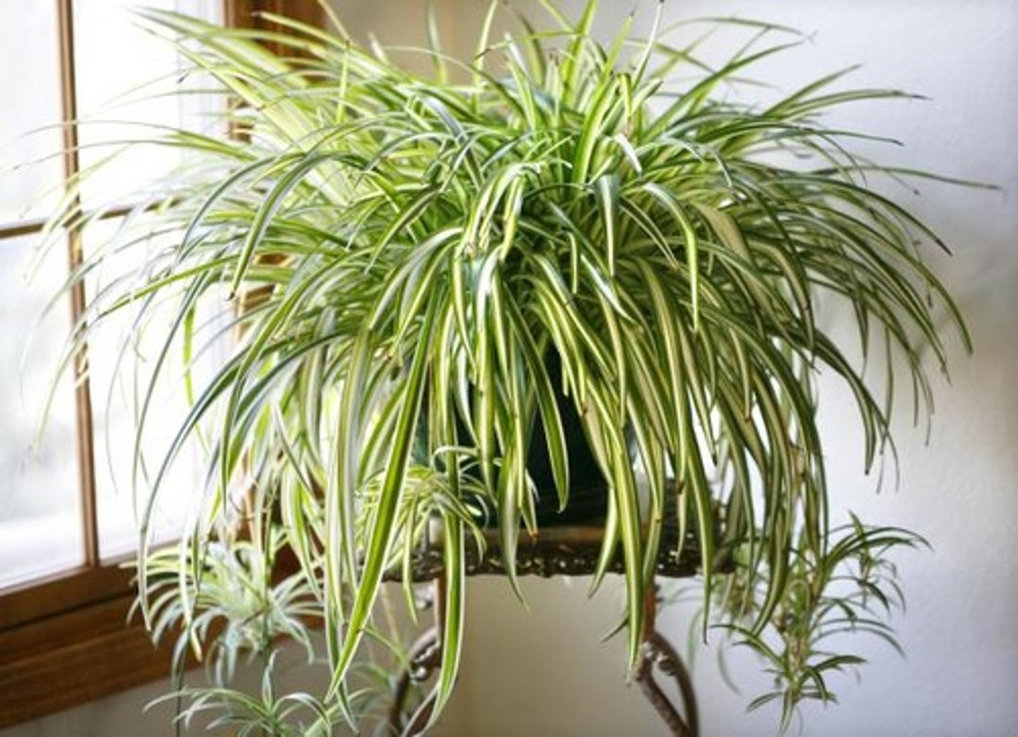 <p>une plante</p>