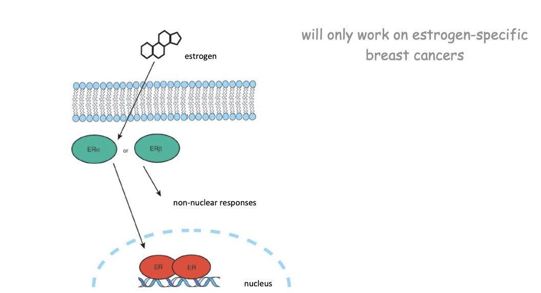 <p>First targeted therapy for breast cancer. Binds to estrogen receptor found in cytosol </p><ul><li><p><span>When bound to estrogen, it translocates to the nucleus and activates expression of specific genes.</span></p></li></ul>