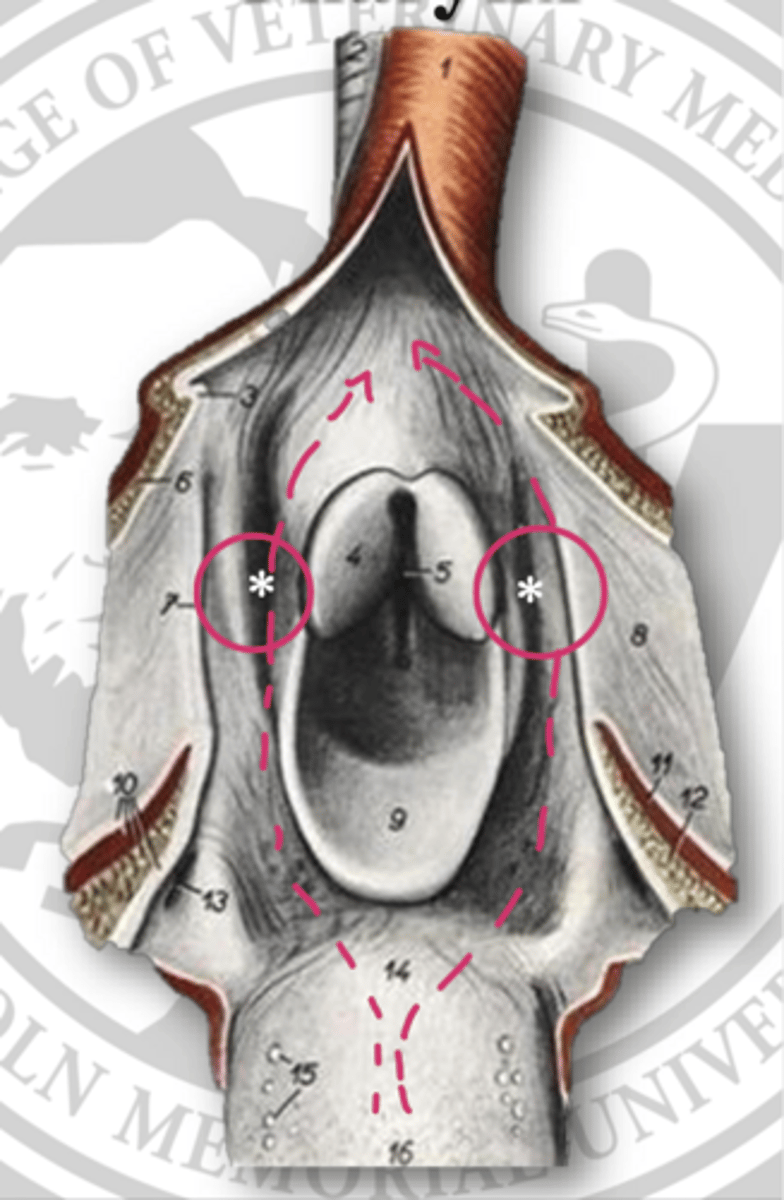 <p>what is represented by the *</p>