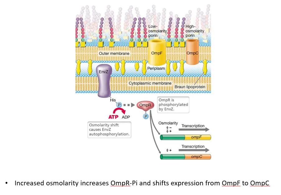 <ul><li><p>the sensor <strong>envZ</strong>, a transmembrane protein in the cytoplasmic membrane of G-ve bacteria, detects changes in the <strong>osmotic potential</strong> of the periplasm</p></li><li><p>when the osmolarity shifts, it <strong>autophosphorylates</strong>, then transfers the phosphate to the <strong>ompR regulator </strong>protein</p></li><li><p><strong>low osmolarity </strong>(high solute concentration outside the cell) causes ompR to <strong>induce ompF</strong>&nbsp;(large protein channel) production and <strong>repress ompC </strong>(small protein channel), so more solutes diffuse in</p></li><li><p><strong>high osmolarity </strong>(low solute concentration outside the cell) causes ompR to <strong>repress ompF</strong> production and <strong>induce ompC</strong>, so more water diffuses in</p></li></ul><p>this helps achieve the correct osmotic pressure inside the cell, to maintain turgor</p><p></p>