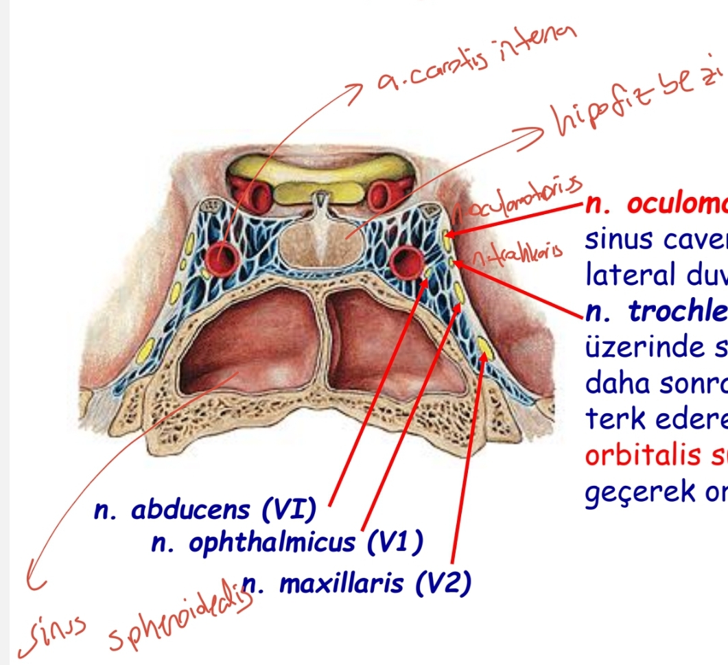 <p>A.carotis interna</p><p>N.abducens</p><p></p>