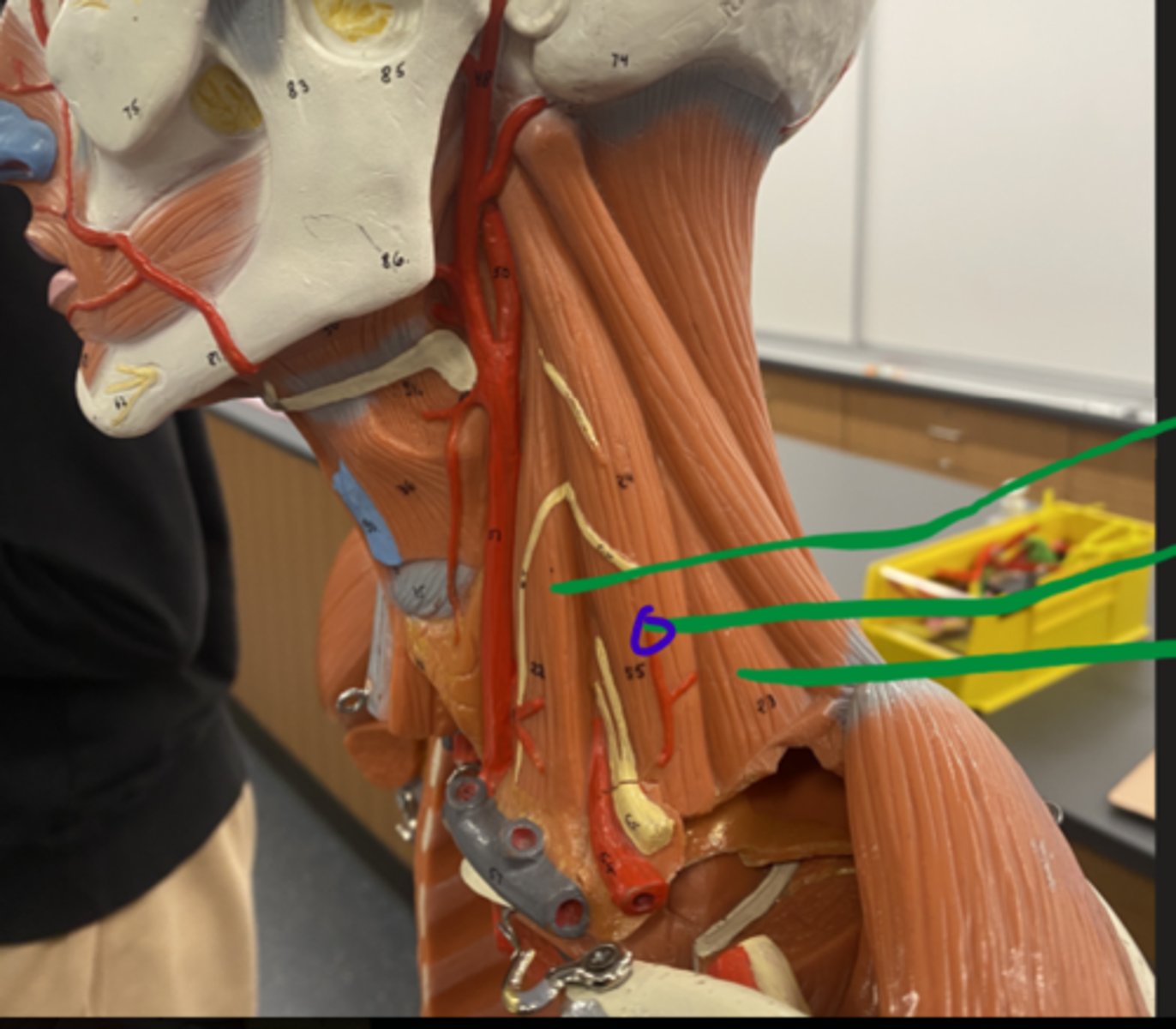 knowt flashcard image