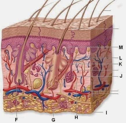 <p>Sebaceous Gland</p>